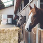 horses hay farm north central florida