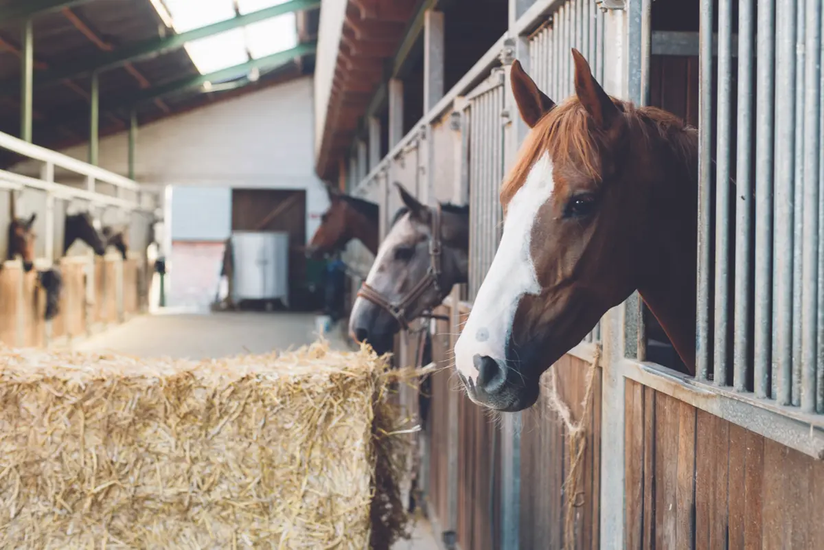 horses hay farm north central florida