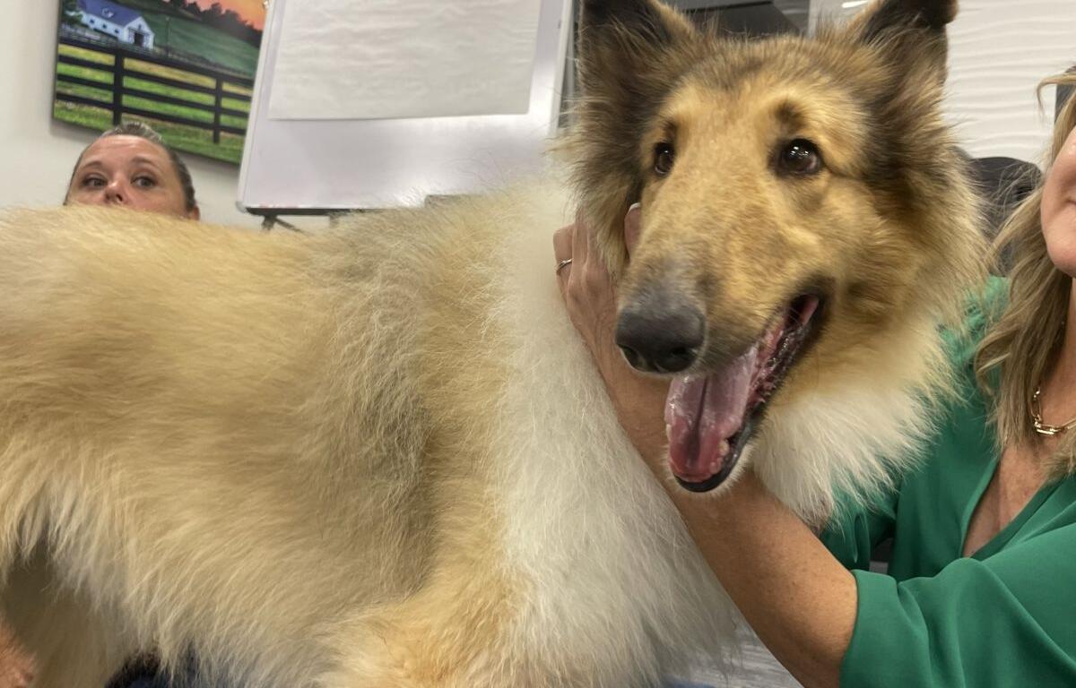 laddie collie humane society of marion county florida