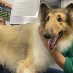laddie collie humane society of marion county florida