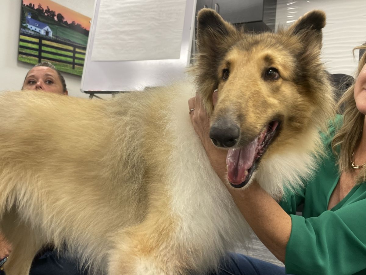 laddie collie humane society of marion county florida