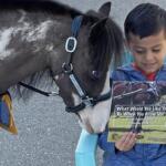 moonshadow mini therapy horse gentlee carousel ocala