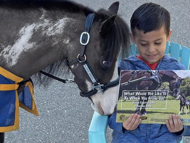 moonshadow mini therapy horse gentlee carousel ocala