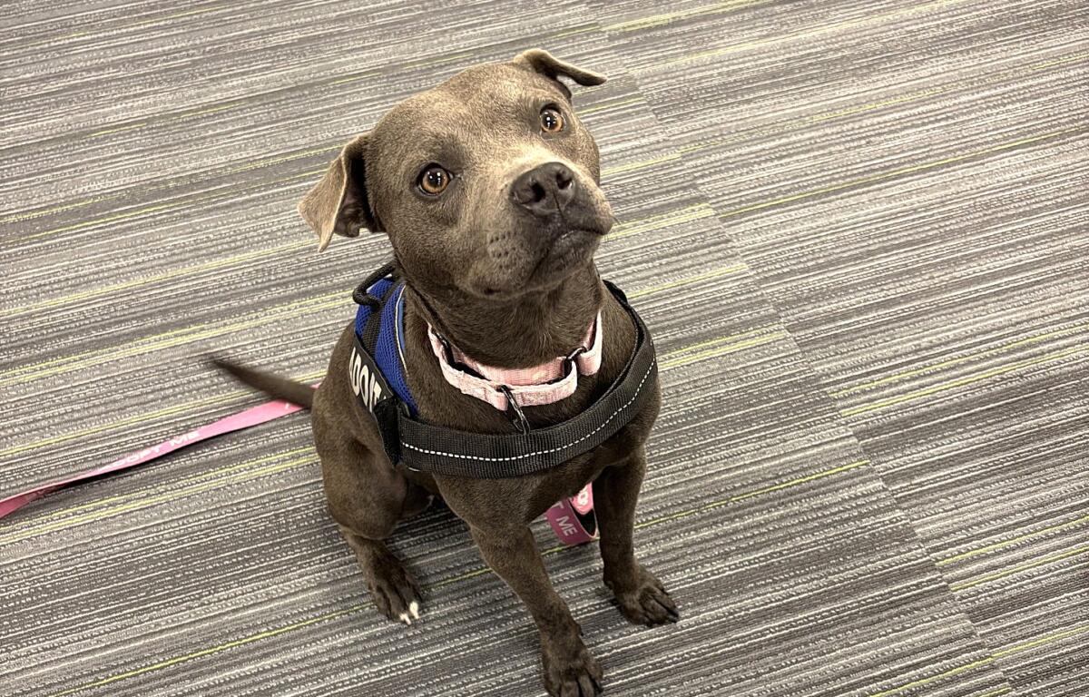 Nellie adoptable dog marion county animal services florida