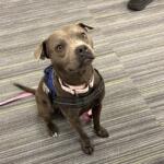 Nellie adoptable dog marion county animal services florida