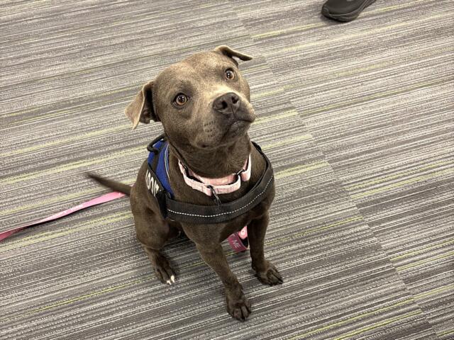 Nellie adoptable dog marion county animal services florida