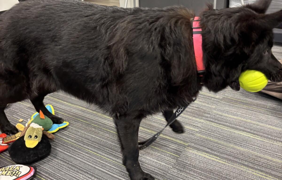 Project Pawsitivity: Sweet, Gorgeous Talia is Young at Heart
