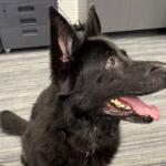 talia adoptable dog marion county animal services florida