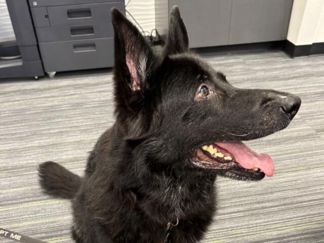 talia adoptable dog marion county animal services florida