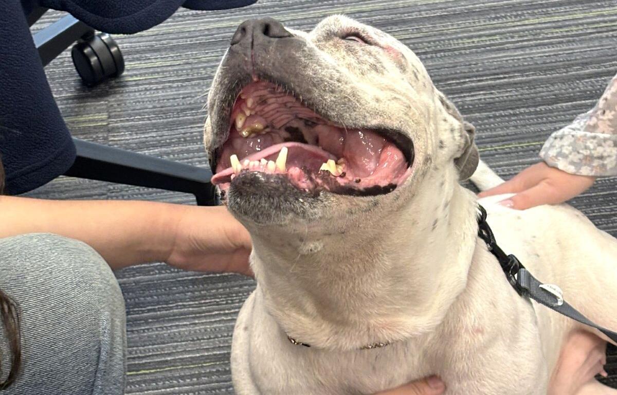 humane society marion county florida tapioca adoptable dog ocala