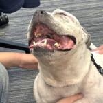 humane society marion county florida tapioca adoptable dog ocala