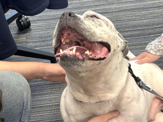 humane society marion county florida tapioca adoptable dog ocala