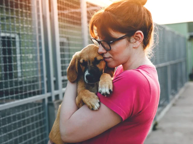 shelter dog