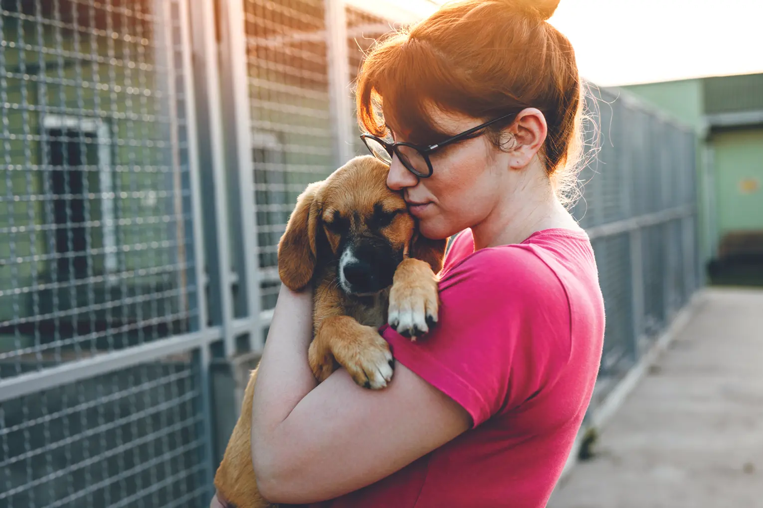 shelter dog