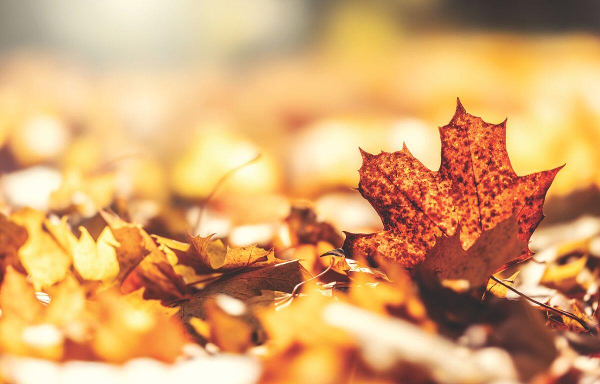 A pile of fall leaves.