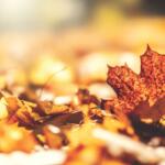 A pile of fall leaves.