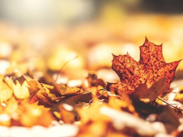 A pile of fall leaves.
