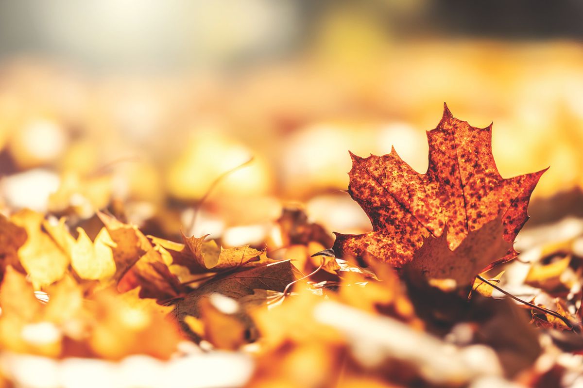 A pile of fall leaves.
