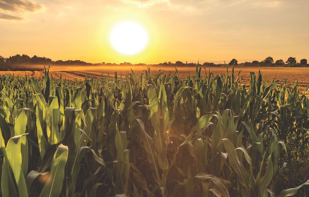 Corn under a sunset.