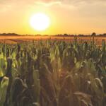 Corn under a sunset.