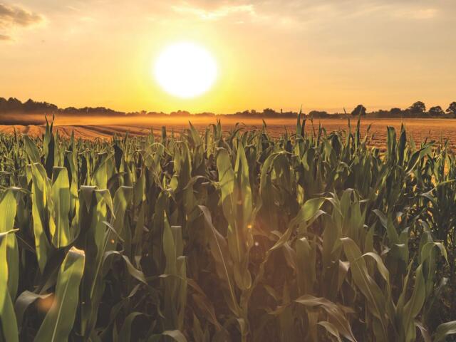 Corn under a sunset.