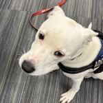 kylo project pawsitivity marion county animal services