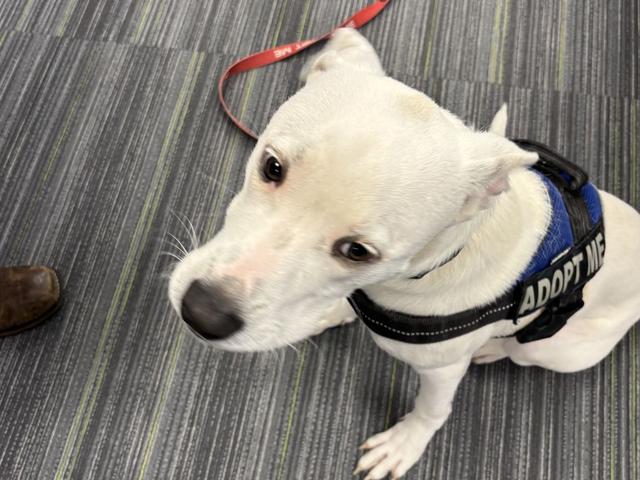 kylo project pawsitivity marion county animal services