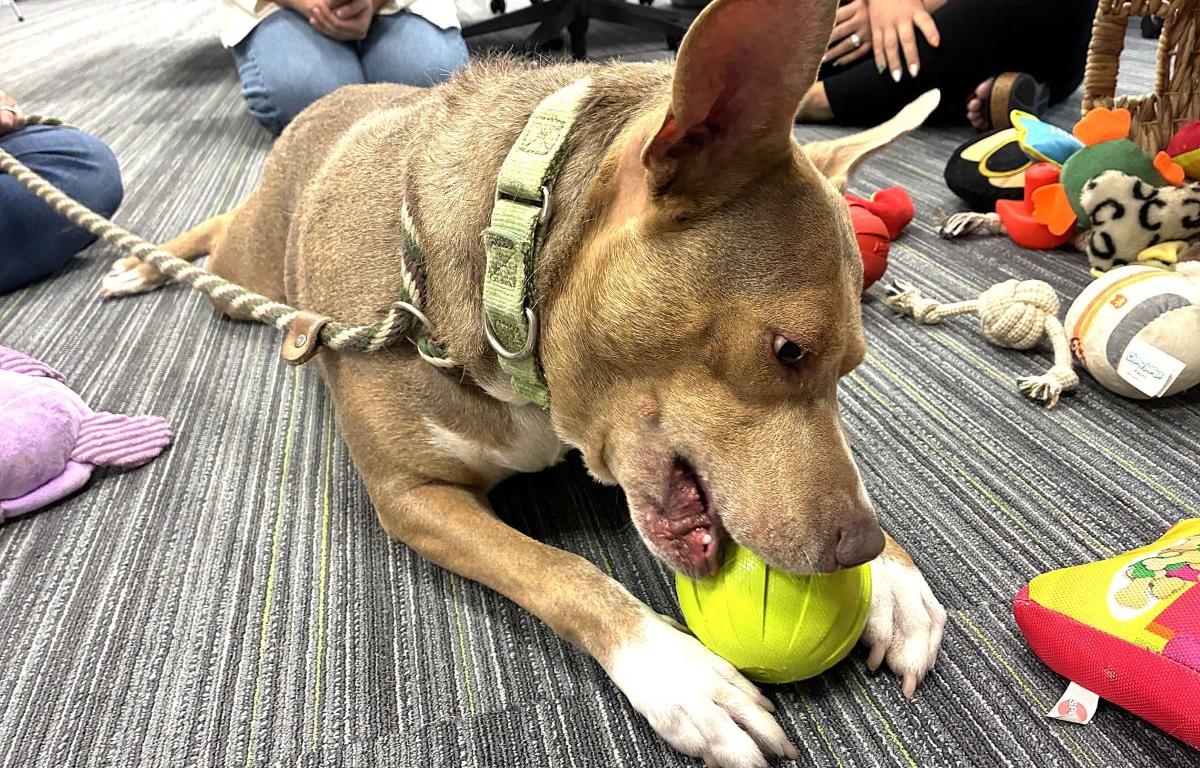 humane society of marion county project pawsitivity morgan wallen