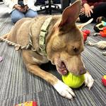 humane society of marion county project pawsitivity morgan wallen