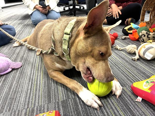 humane society of marion county project pawsitivity morgan wallen