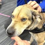summer project pawsitivity marion county animal services florida