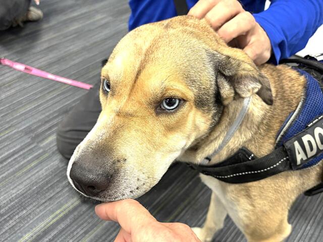 summer project pawsitivity marion county animal services florida
