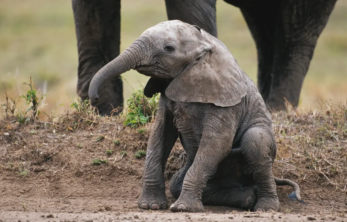 baby elephant