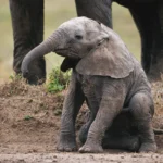 baby elephant