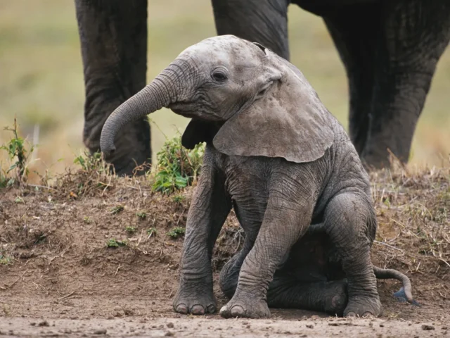 baby elephant