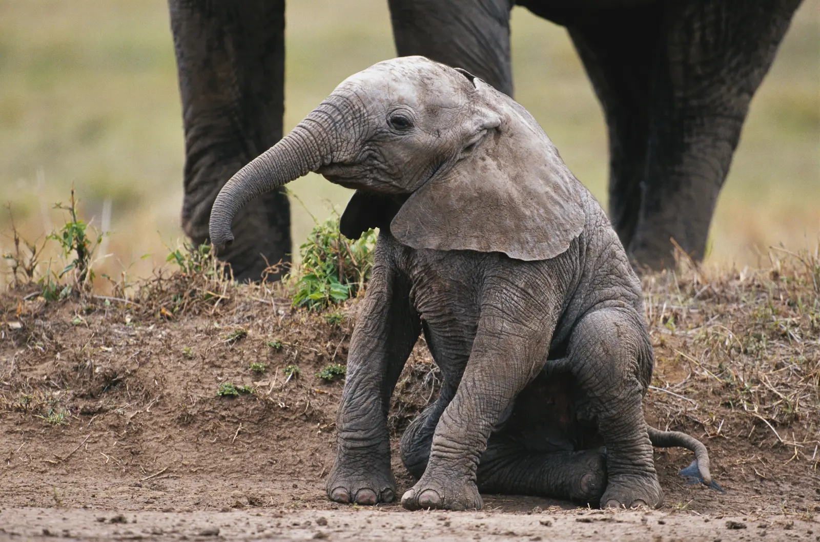 baby elephant
