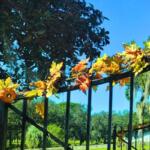 Gate with fake fall leaves.