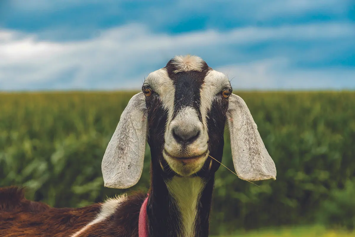goat