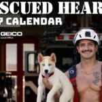 fireman and puppies calendar humane society of north central florida