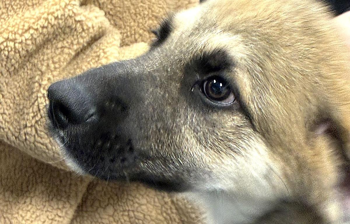 atlas adoptable anatolian shepherd humane society of marion county
