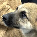 atlas adoptable anatolian shepherd humane society of marion county