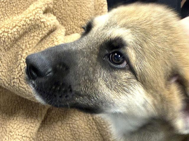 atlas adoptable anatolian shepherd humane society of marion county