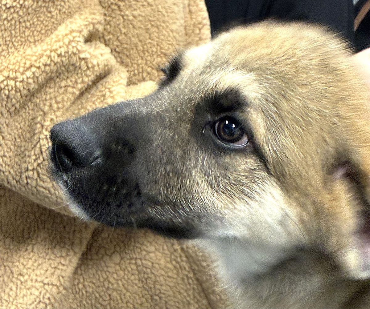 atlas adoptable anatolian shepherd humane society of marion county