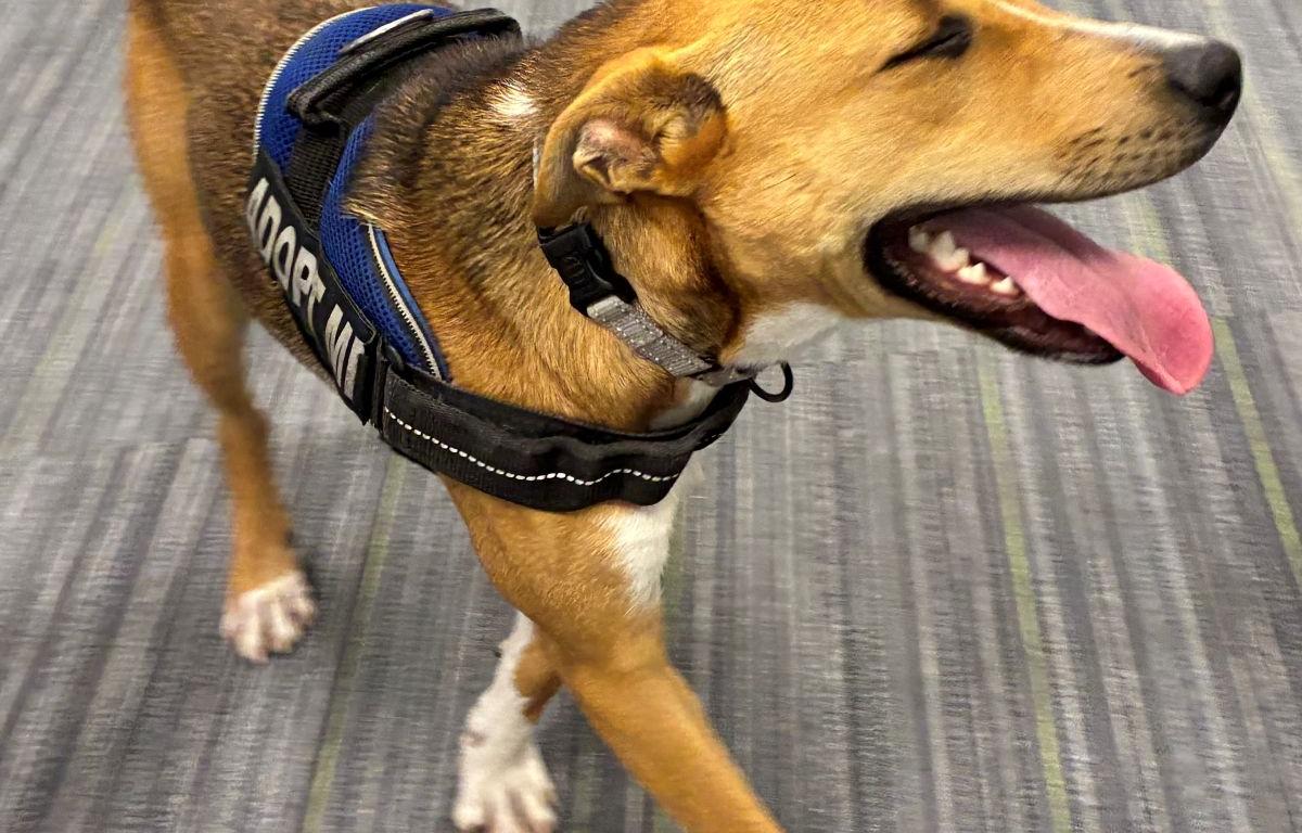 PROJECT PAWSITIVITY: Meet Jolene, Jolene, Jolene, Jo-Leeeeeeeeene