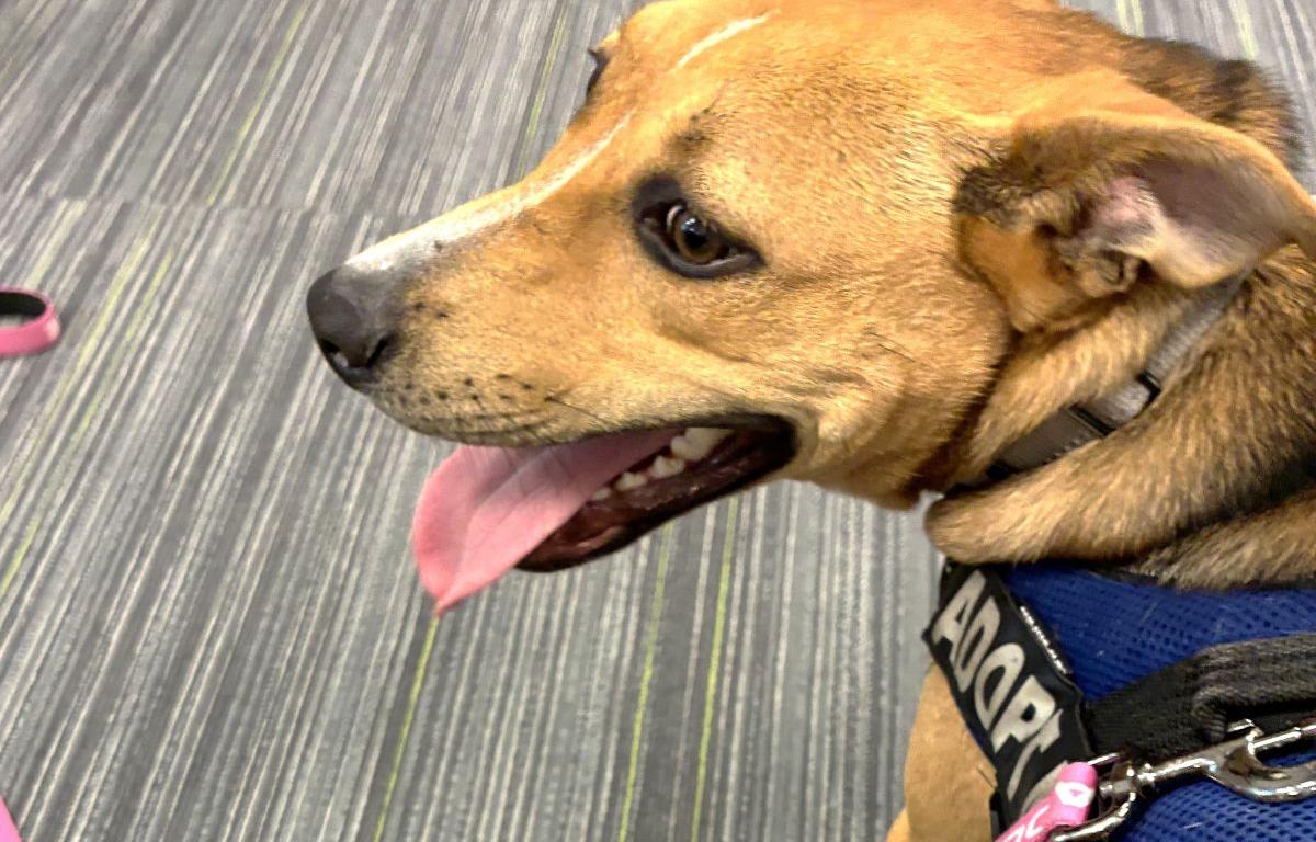 jolene adoptable rescue dog marion county animal services florida