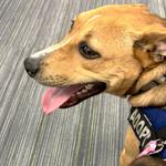 jolene adoptable rescue dog marion county animal services florida