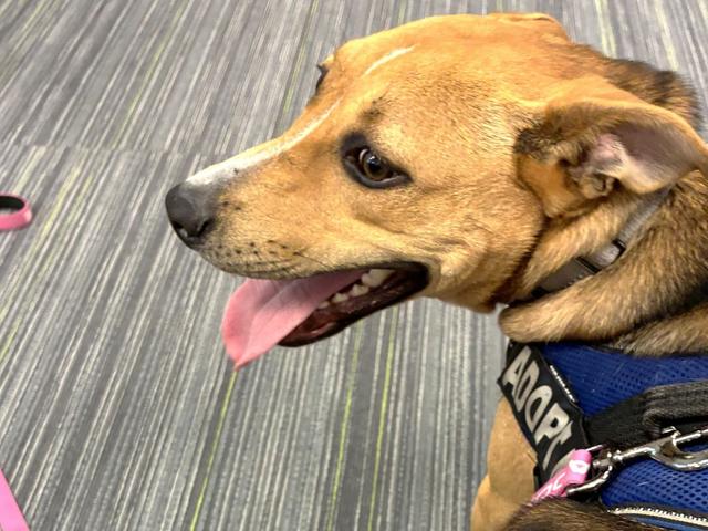 jolene adoptable rescue dog marion county animal services florida