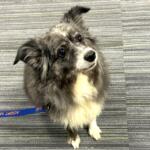 lennon adoptable dog humane society of marion county florida