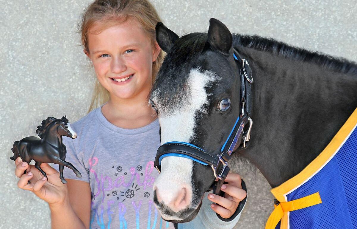 magic gentle carousel miniature therapy horses ocala florida