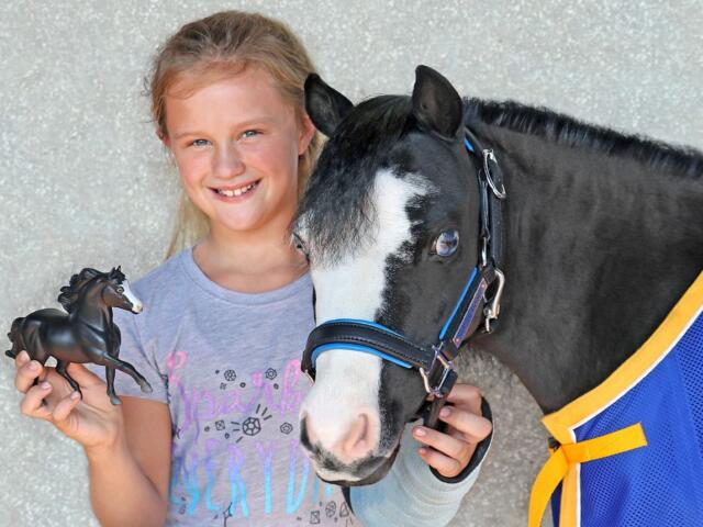 magic gentle carousel miniature therapy horses ocala florida